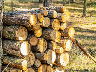 松树原木被砍伐时堆积在森林里我喜欢收获森林木材工业森林加工环境生态图片