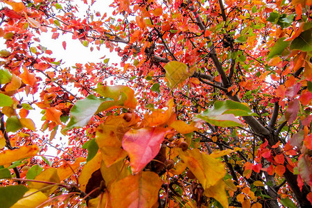 红色黄色和橙色的叶子即将并从树枝上脱落秋季或秋季概念的完图片