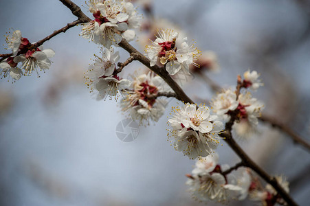 树在春天开花春天很快又是春天树木正图片