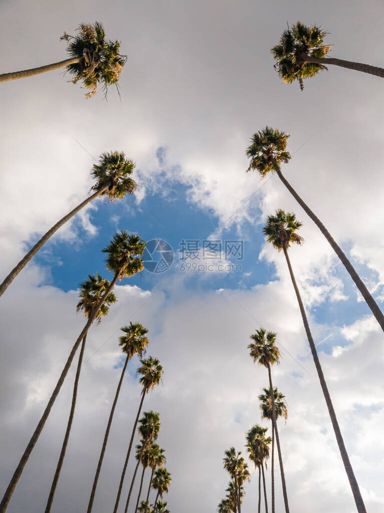 低角度向前看和往下看在一排高山棕榈树的街区上紧贴着加利福图片