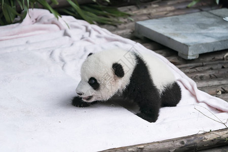 大熊猫宝休息图片