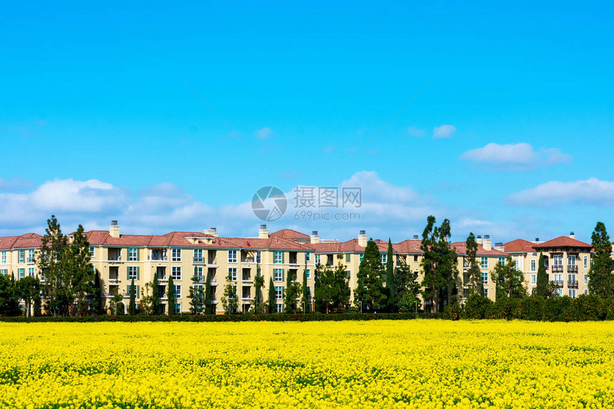 硅谷住宅区美丽盛开的黄芥菜田典型的中层多户住宅公寓楼在蓝天图片