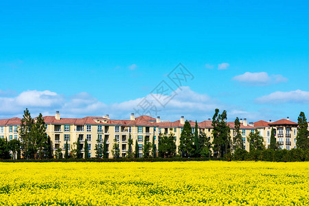 硅谷住宅区美丽盛开的黄芥菜田典型的中层多户住宅公寓楼在蓝天背景图片