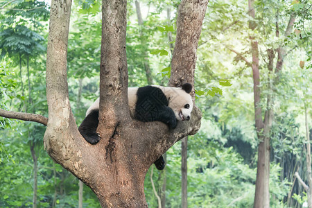 大熊猫在树上高清图片