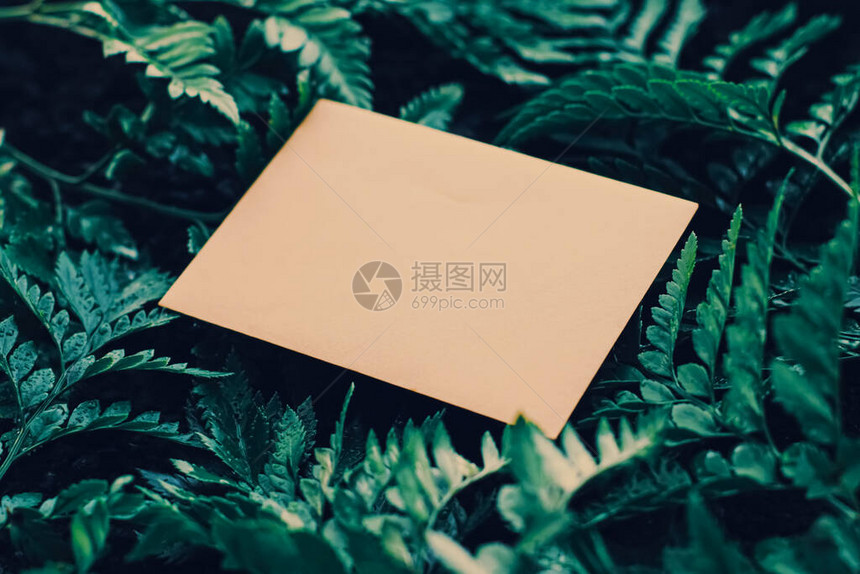 自然界中的空白信封和绿叶纸卡作为背景通图片