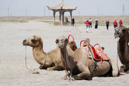 甘肃的沙漠骆图片