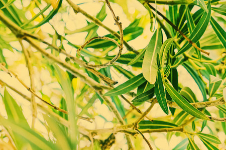植物背景橄榄树枝和夏季的叶子美丽的自图片