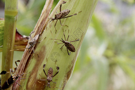 玉米种植园被昆虫Leptoglossuszonatus侵扰农业害虫图片