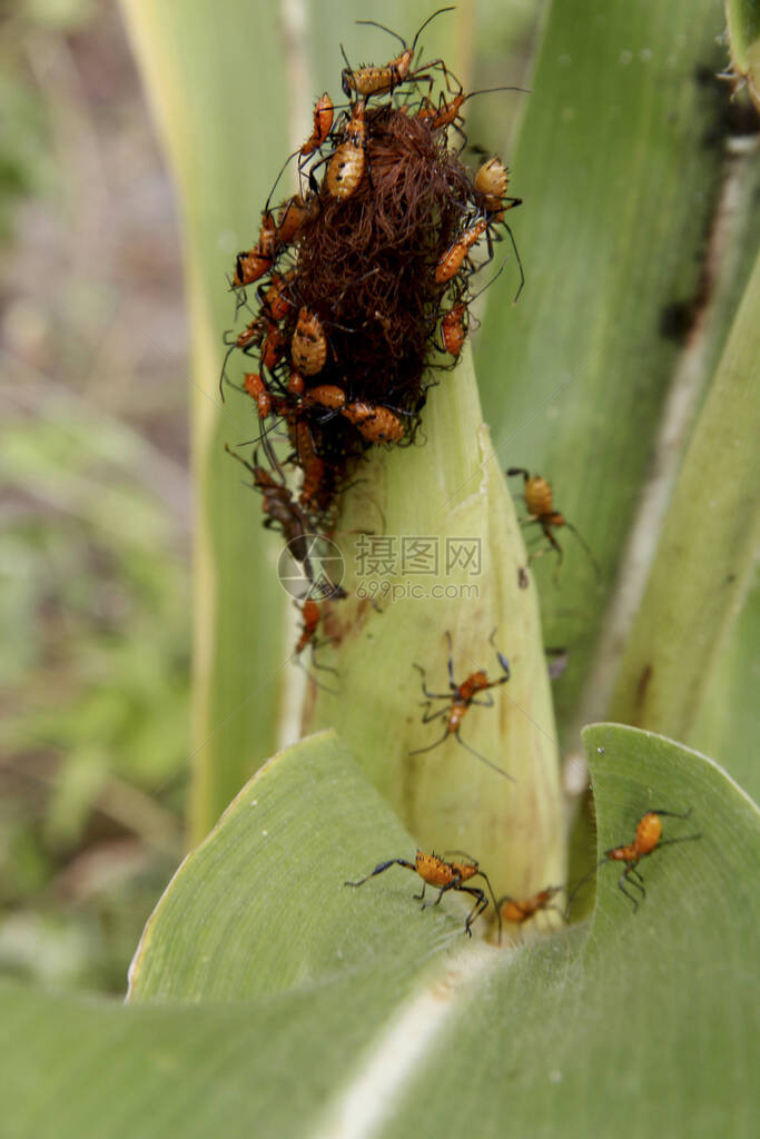 玉米种植园被昆虫Leptoglossuszonatus侵扰农业害虫图片