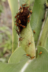 玉米种植园被昆虫Leptoglossuszonatus侵扰农业害虫图片