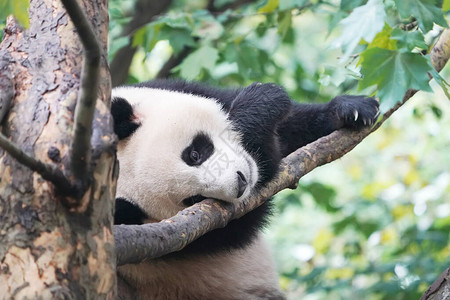 大熊猫在树上图片