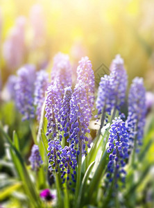 阳光下春天花园里嫩蓝色的穆斯卡里花蓝色的花朵穆斯卡里忽视图片