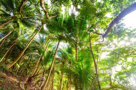 热带雨林海滨滩岛的绿图片