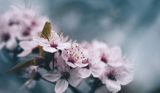 深色散景背下的春花特写宏观樱花树枝盛开的春天果园景观美丽的复图片