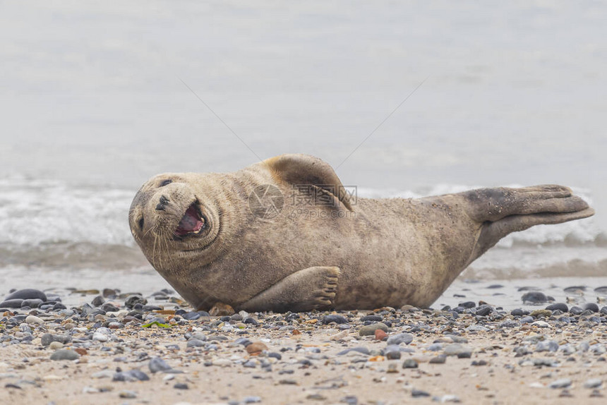 在德国沙丘岛海边的海滩上躺着笑微笑的图片
