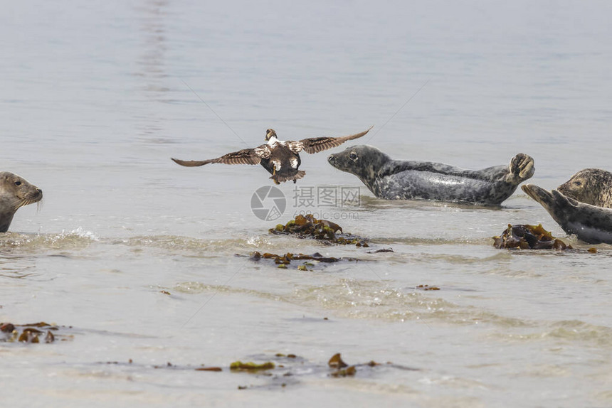 德国沙丘岛海滩上的海豹和飞鸥图片