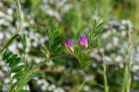 特写两朵精致的粉色蓝黑播种黑豌豆Viciasativa植物图片