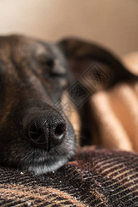 一只不眠狗的特写鼻子图片