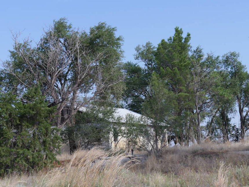 位于新墨西哥州和得克萨斯州边境66号公路的美国鬼城之一格伦里奥幽灵镇一栋被树木覆盖的图片