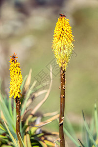 早泄黄色花Kniphofiafoliosa贝尔公园背景