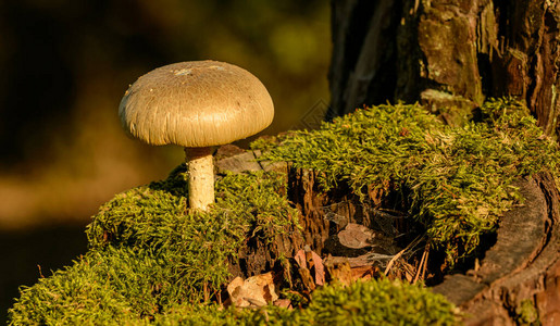 白奶油蘑菇在旧树桩上图片