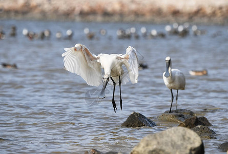 黑脸Spoonbill飞图片