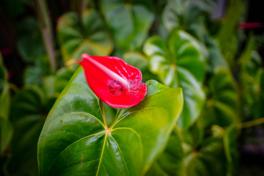 花园里的绿叶和红花图片