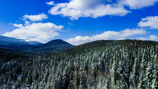 喀尔巴阡山脉松林针叶山顶冬季航拍图片