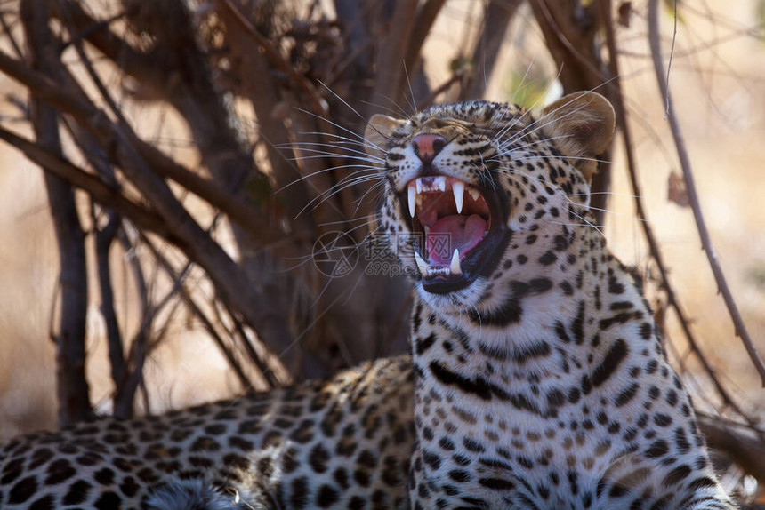 豹子Pantherapardus在日落时画像豹子在南非图片