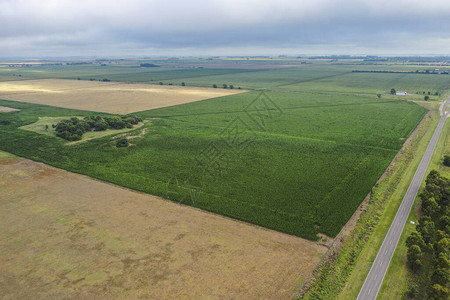 阿根廷布宜诺斯艾利斯省玉米种植背景图片
