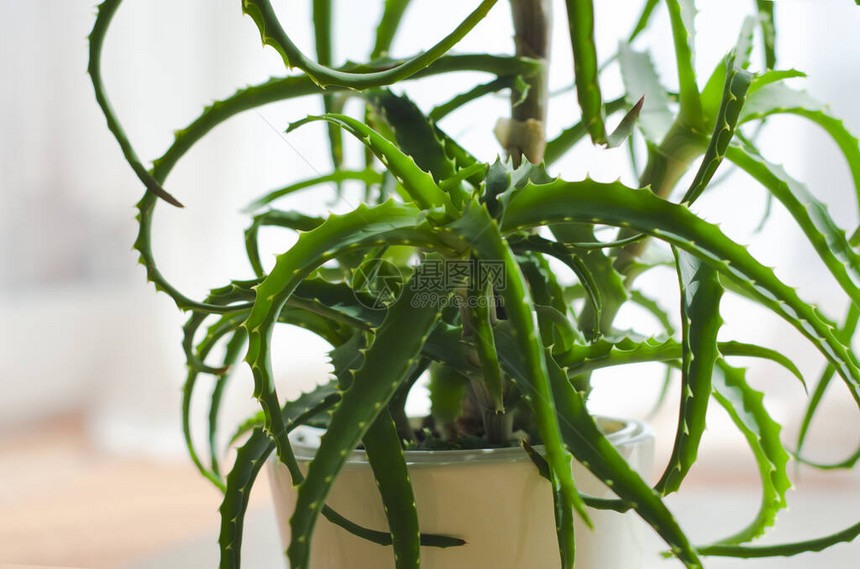 种植和繁殖芦荟植物图片