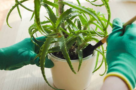 种植和繁殖芦荟植物图片