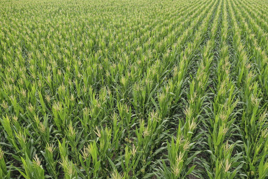 阿根廷拉潘帕省的玉米田图片