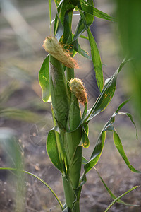 阿根廷拉潘帕省的玉米田背景图片