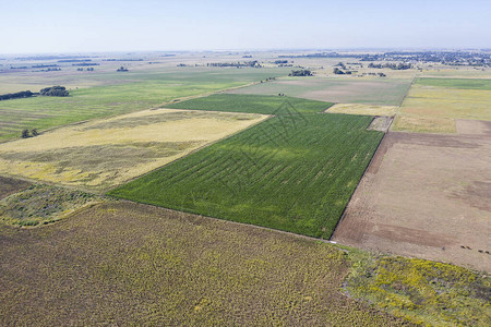 阿根廷布宜诺斯艾利斯省玉米种植图片