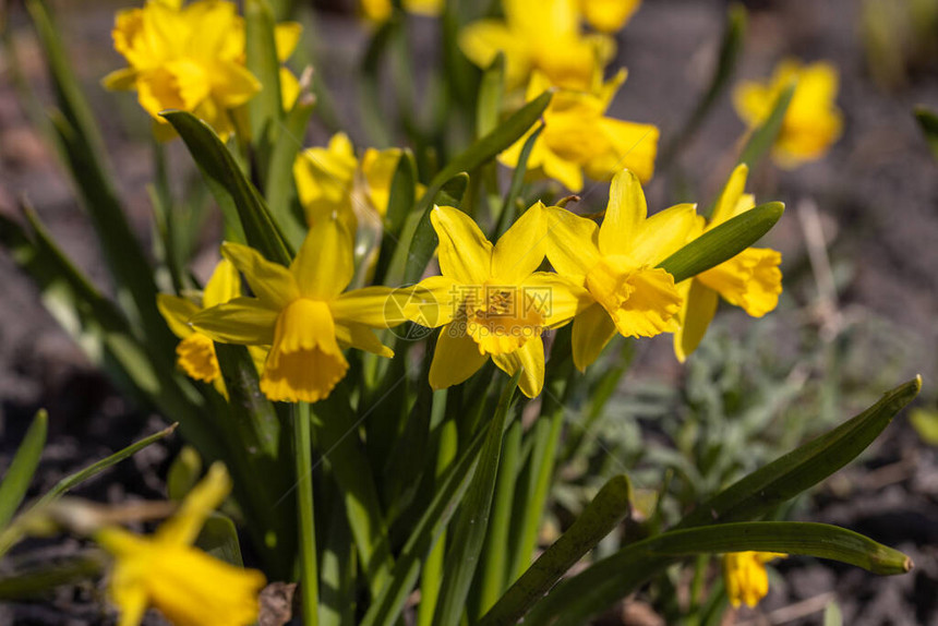 早春公园里的黄水仙花图片