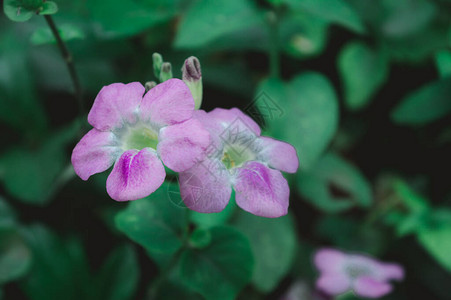 长春花植物长春花长春花或lochnerarosea图片