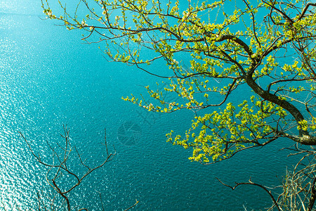 在瑞士一个清蓝的山湖上树枝带有Cop图片