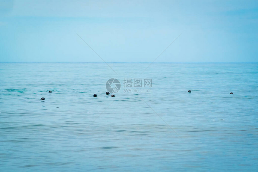 一群海豹Phocavitulina也被称为海豹图片