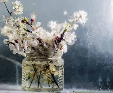 玻璃后面的一壶水里的春天樱花图片