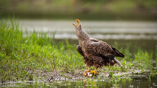 雄伟的白尾鹰白尾鹰成年鸟在夏季自然的河岸上张开喙呼唤图片