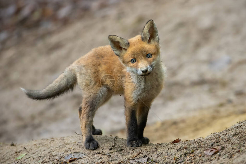 可爱的红狐站在隐藏在森林中的巢穴前的棕色地面上图片