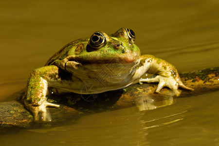 一只可食用的青蛙图片