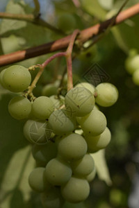 葡萄藤上有绿叶新鲜水果葡萄藤上成熟的白葡萄图片