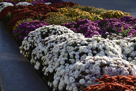 用多色菊花装饰的花坛明亮的装饰菊花灌木装饰着秋图片