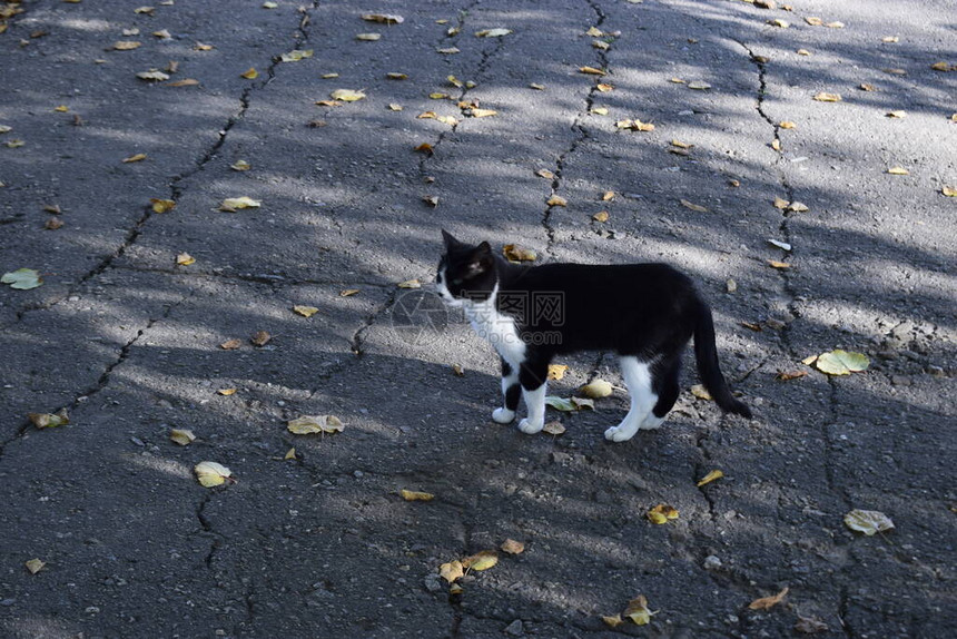 可爱的猫在森林里可爱的毛茸的黑白小猫森林里有黑点图片