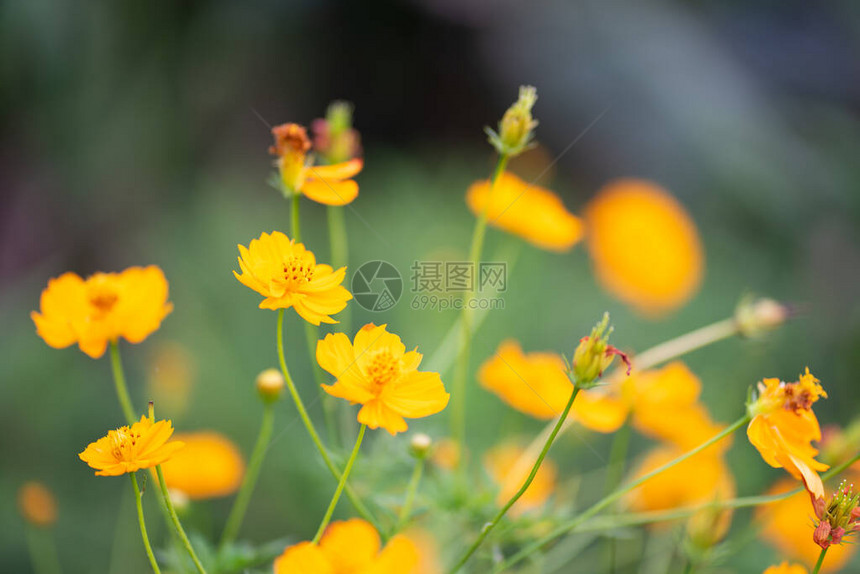 黄色花自然背景图片