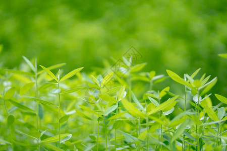 年轻的树特写图片