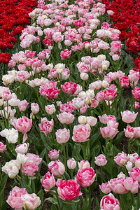 开花的白色和红色郁金香库肯霍夫公园图片