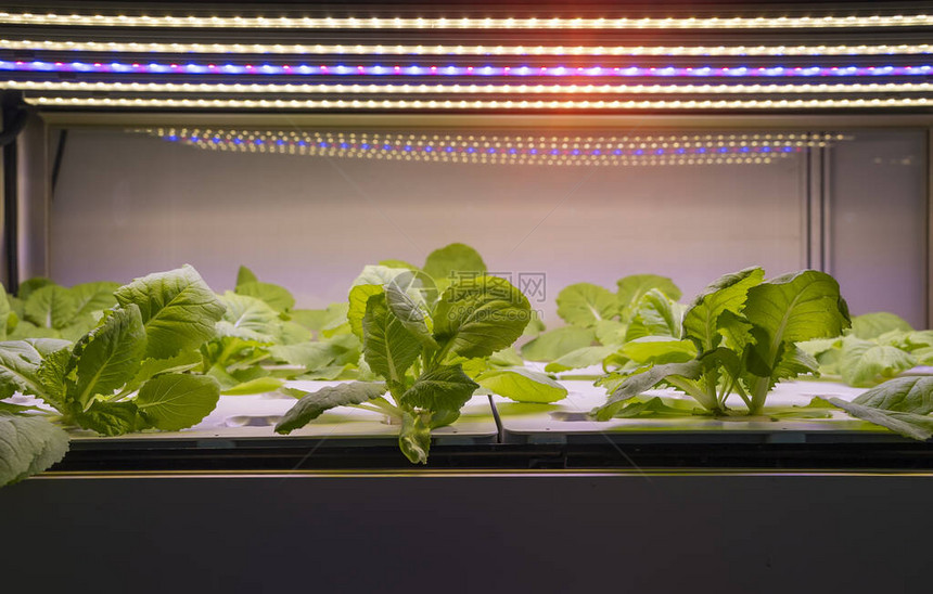 使用LED轻式室内农场有机水栽植物种植图片